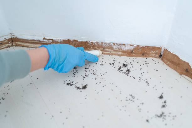 Best Pest Prevention Services  in Conestee, SC